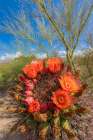 Bright orange or red flowers of a barrel cactus in the Sonoran Desert. Art Print